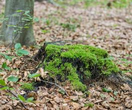 FriedWald Bad Berka Bild 3