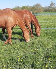 Centre Equestre les Petites Rivières image 3