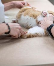 Three Trails Animal Hospital image 9