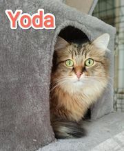 Les Chats de Moulincourt image 1
