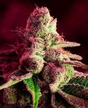 Deeply Rooted Boutique Cannabis Company image 3