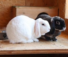 Ther'animal Bild 3