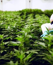 Herba di Berna AG, Fachgeschäft für CBD & Hanfprodukte Bild 15
