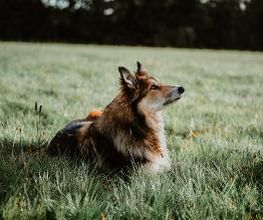 TEAMH Hundeschule Schömberg Bild 8