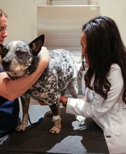 Pure Paws Veterinary Care of Clinton Hill image 11