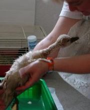 Kleintierpraxis Zur alten Mühle Bild 5