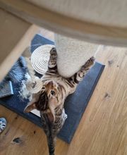 Speedy- Service Dienstleistung mit Herz für Mensch und Tier von Remetschwil Bild 3