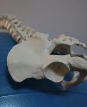 Masajista Bilbao imagen 8