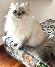 Wind im Hundefell Bild 7