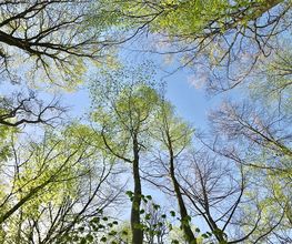 FriedWald Meroder Wald Bild 4
