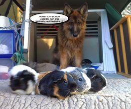 Hund hetzt und Jagt andere Tiere