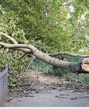 BC Service Élagage image 19