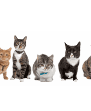 Hellocat afbeelding 1