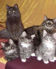 A Tous Poils image 1