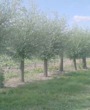 GÜLER Pflanzenhandel Bild 2