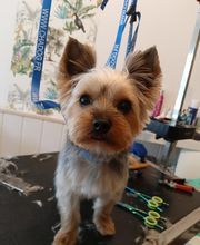 Les Animaux Chics image 15