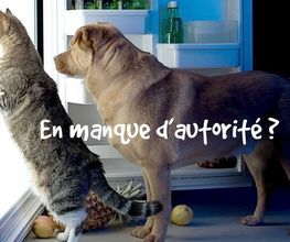 Astuce De Chien image 9