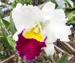 Orchidable di Andrea Martina Bild 14