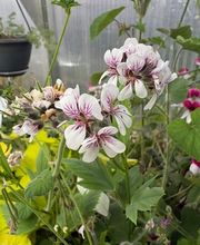 Ralf Paul Pelargonien (Para's) Bild 8