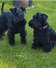 Hundesalon Toxi Horgen Bild 2