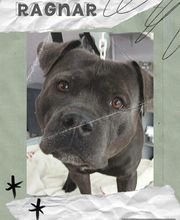 Hop les Poils image 18