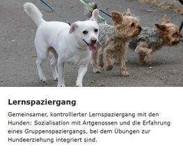 Sundogs Hundeschule Bild 2