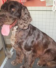 Com Chien Et Chat image 4