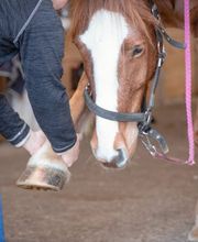 Kinemal Massage und Gesundheitspraxis/ Horseinmotion Pferdephysiotherapie und Futter-Shop Bild 7