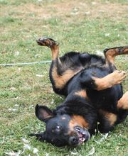 Elevage du Domaine de Stan image 1