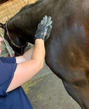 Tiertherapie Rosenthal Bild 7