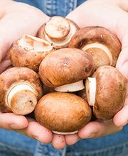 De Champignonspecialist BV