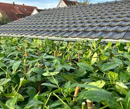 Gartenservice Mark Miess Bild 35