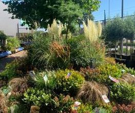Intratuin Weert Buitenplanten