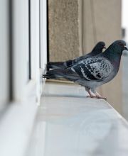 OPC Pest Services - Lake Barrington (Schopen) image 11