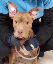 La Capside - Clinique & Cabinet Vétérinaires image 2