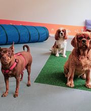 Hundezentrum Lapki Bild 9