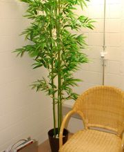 TCM Praxis Bischof Bild 5