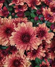 Bricomarché Orval image 3