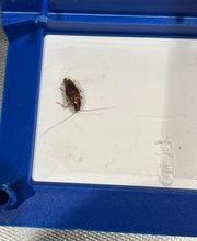 insectacon Schädlingsbekämpfung Bild 9