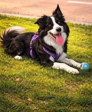 Txapoteando Felices Peluquería canina y felina imagen 11