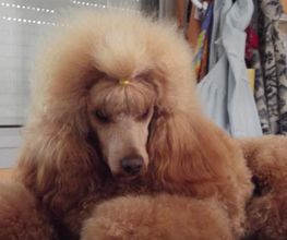 L'Esthétique Canine image 1