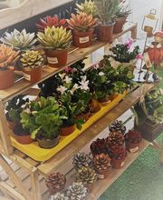 Gamm Vert - Nyons Nature image 4