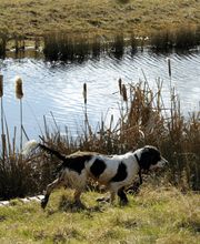 Miris Hundeschule Bild 13