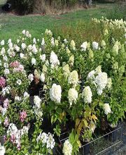 Pepinières de L'Aumance image 3