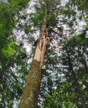 Happy Stump Tree Service image 2