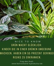 Schöne Blumen Floristik & Gartenbau Bild 9