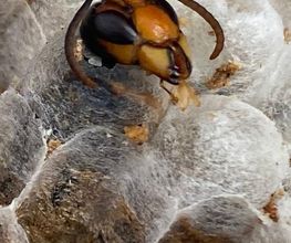 Abeille45.DGF image 1