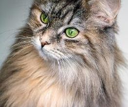 Chats - Cabinet vétérinaire des Deux communes - Dr. Doris Hugi