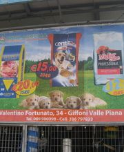 Gallery Cliente