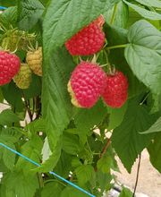 Gourmandines image 2